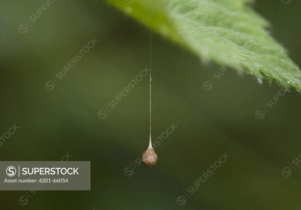 Spider (Theridiosoma gemmosum) egg sac hanging from leaf, Sussex, England