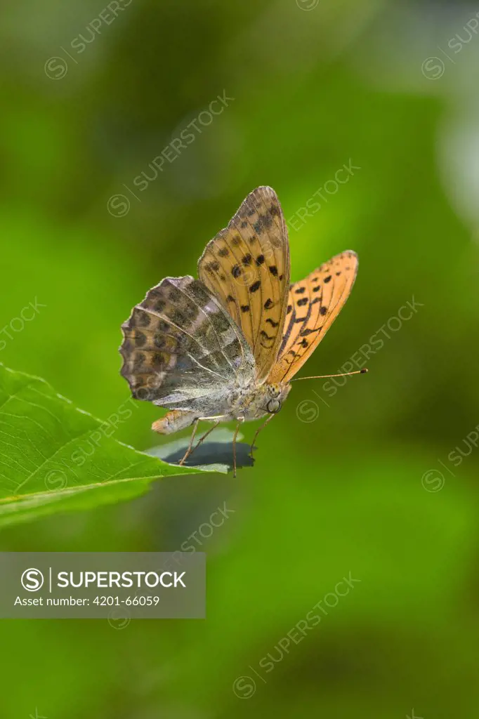 Silver-washed Fritillary (Argynnis paphia) butterfly, Europe