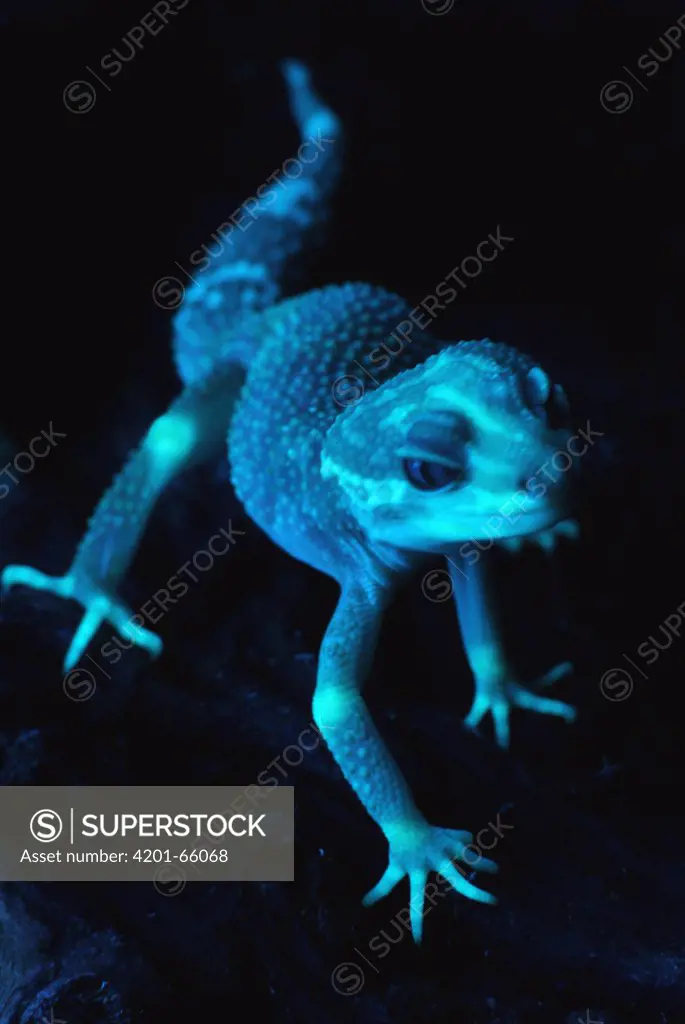 Leopard Gecko (Eublepharis macularis) albino photographed under ultraviolet light, showing strong fluorescence at the knees, fingers, and in the face, native to Asia