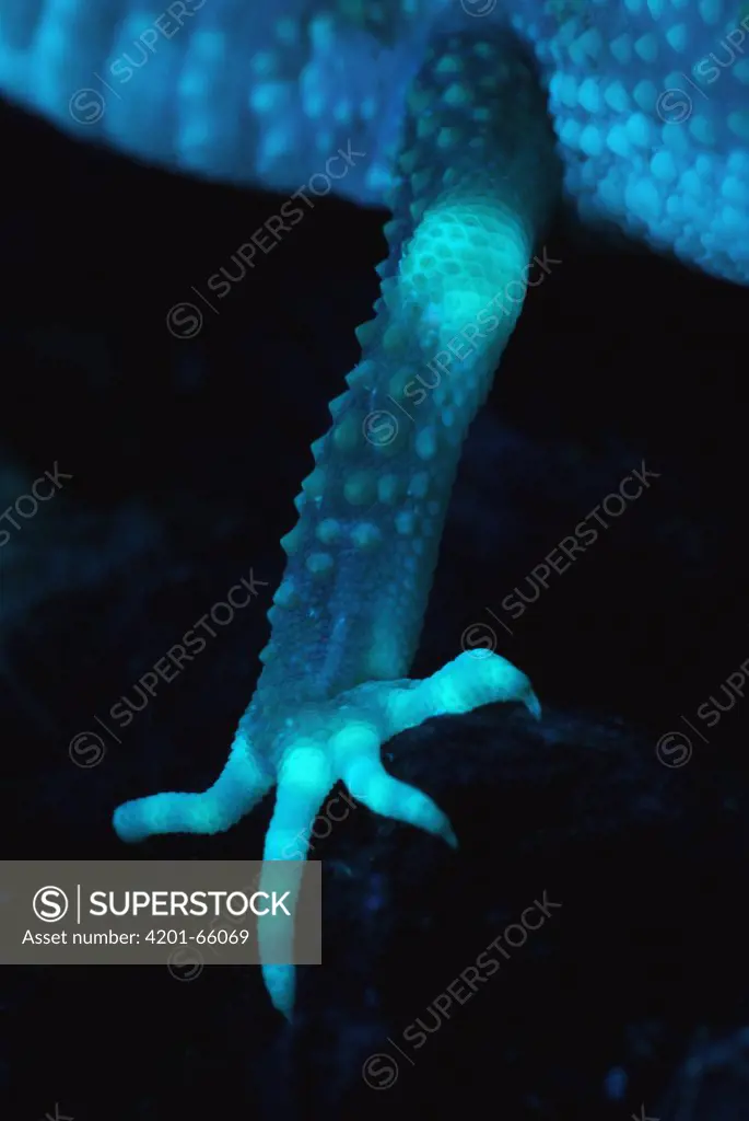Leopard Gecko (Eublepharis macularis) back leg photographed under ultraviolet light, showing strong fluorescence at the knee, and fingers, native to Asia