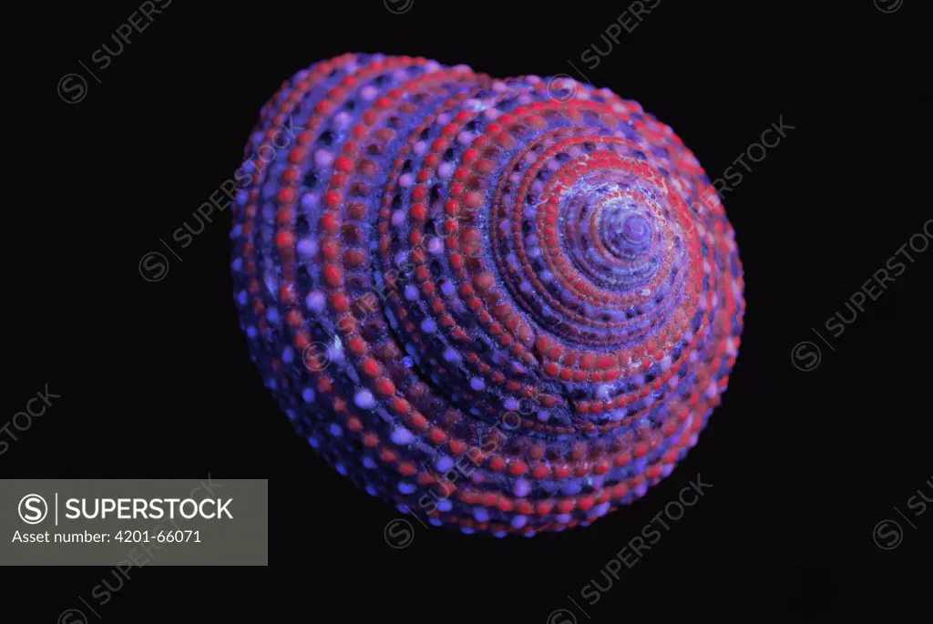 Strawberry Top Shell (Clanculus pharaonius) photographed under ultraviolet light showing fluoresence, native to the Red Sea