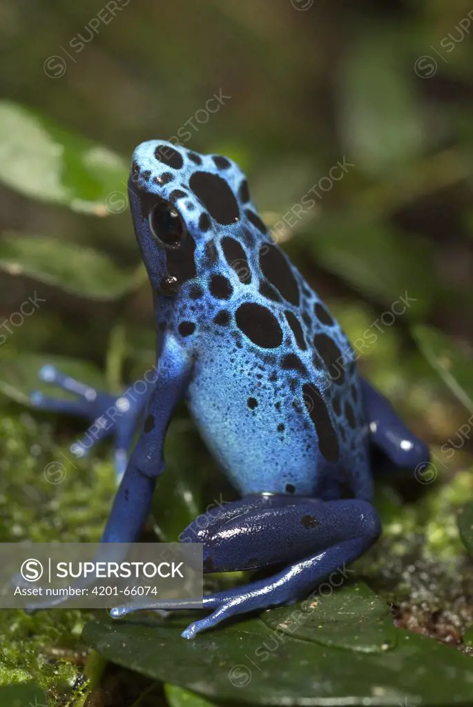 Blue Poison Dart Frog (Dendrobates azureus) portrait, native to Surinam