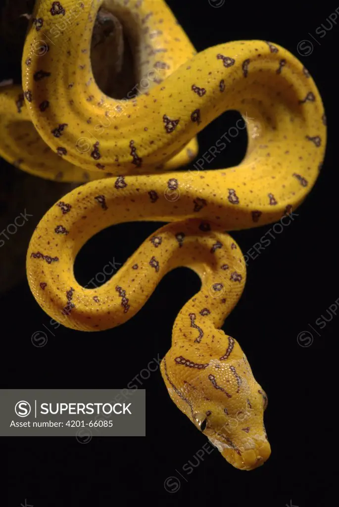 Green Tree Python (Chondropython viridis) juvenile hanging, native to New Guinea, Cape York Peninsula, and Australia