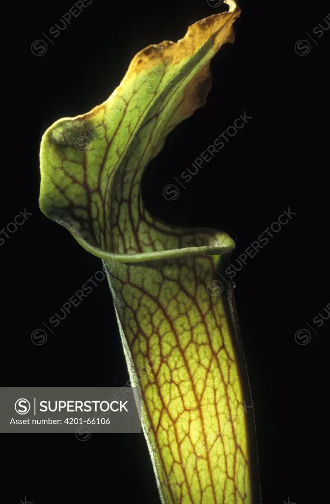 Sweet Pitcher Plant (Sarracenia rubra) trap, native to the southeastern United States