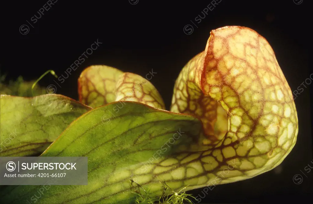 Parrot Pitcher Plant (Sarracenia psittacina) jar trap, native to the southeastern United States