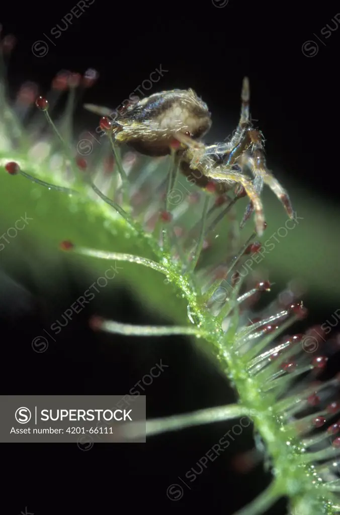 Cape Sundew (Drosera capensis) with caught spider, native to South Africa