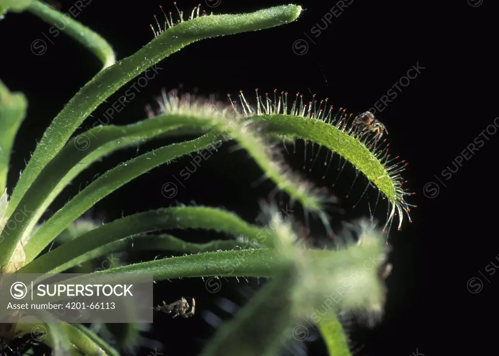 Cape Sundew (Drosera capensis) with caught spiders, native to South Africa