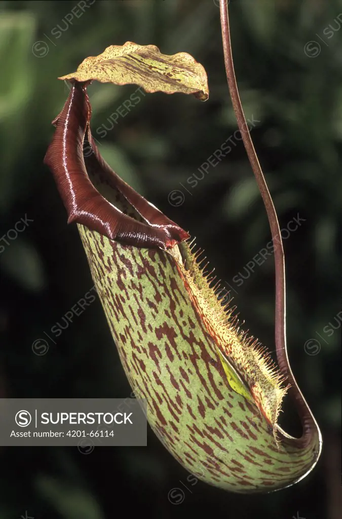 Pitcher Plant (Nepenthes sp) trap used to catch insects, native to southeast Asia