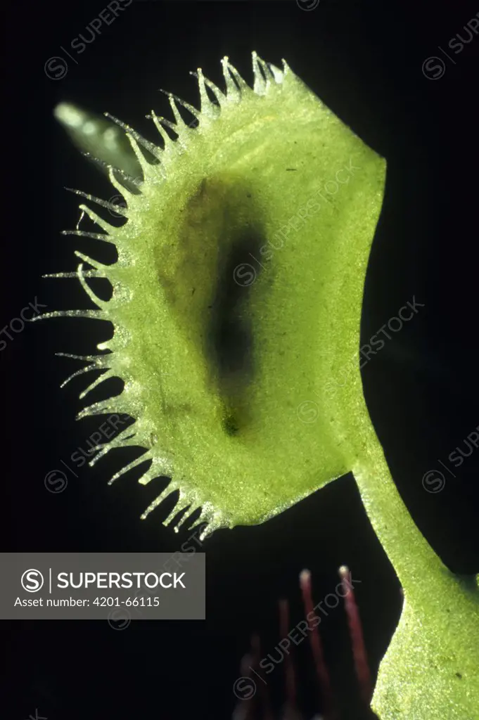Venus Fly Trap (Dionaea muscipula) with caught insect, native to the southeastern United States