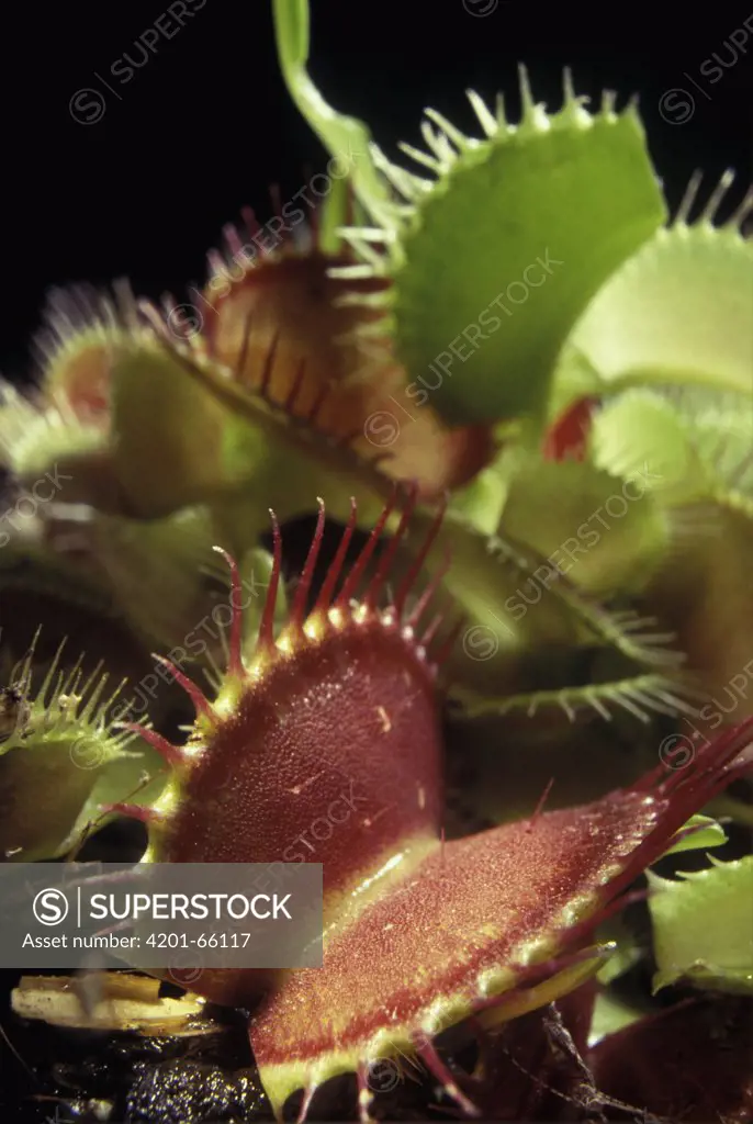 Venus Fly Trap (Dionaea muscipula) leaves that act as traps, native to the southeastern United States
