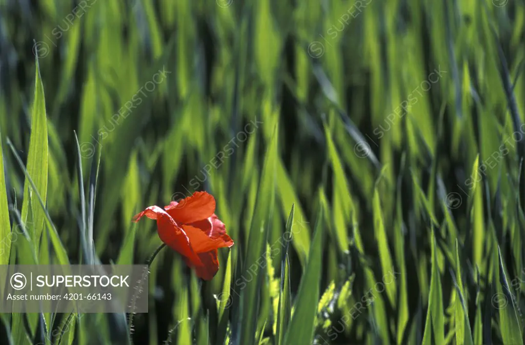 Red Poppy (Papaver rhoeas) in wheat field, Barcelona, Spain