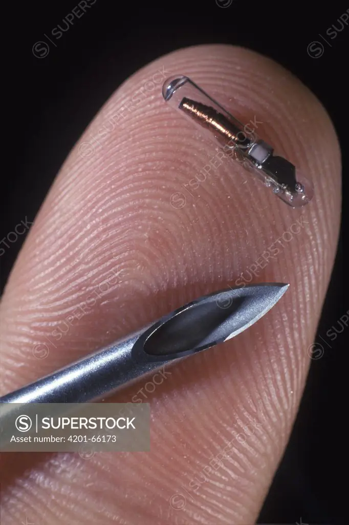 Microchip and needle used to inject sea turtles for marking and tracking data, Barcelona, Spain