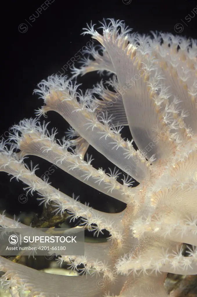 Sea Pen (Pennatula sp) tentacles made up of polyp colony, Spain