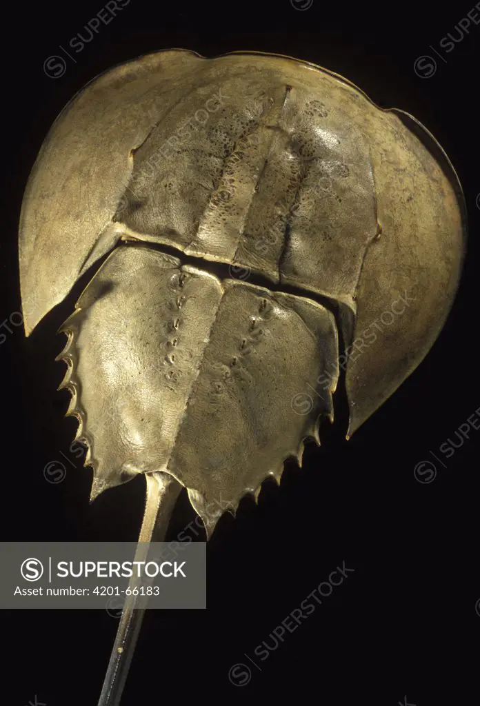 Horseshoe Crab (Limulus polyphemus) carapace, occurs along the Atlantic shore of North America