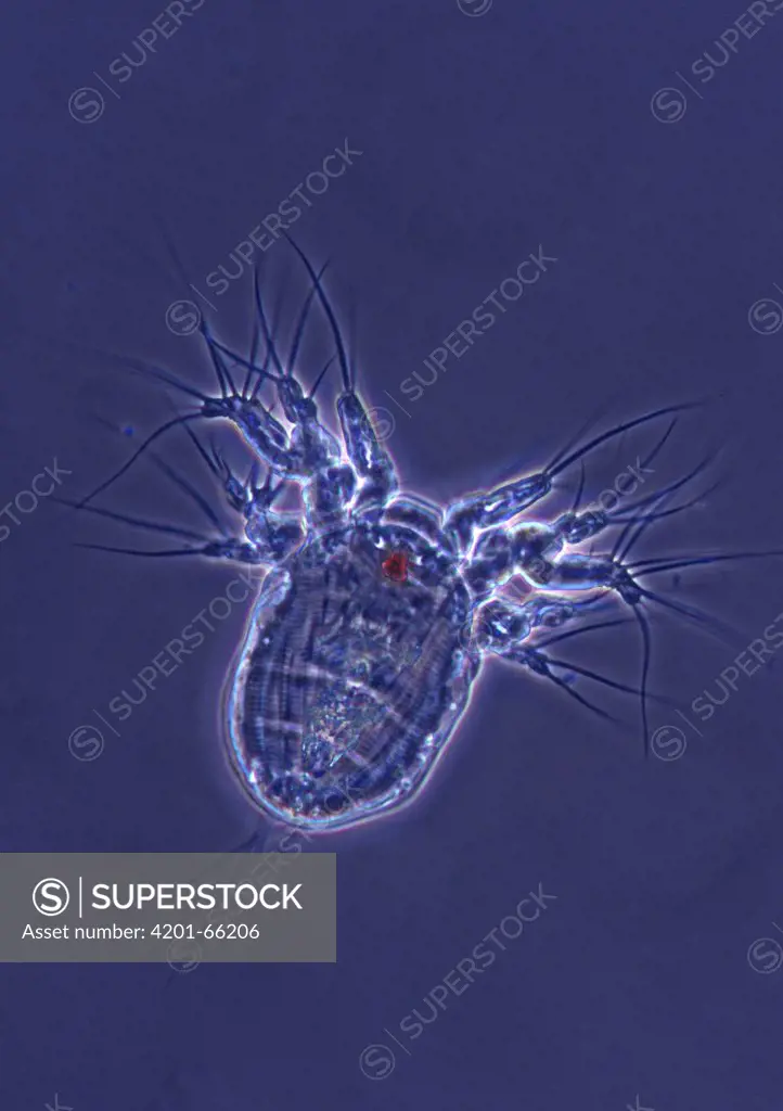 Copepod nauplius larval stage of development at 120x magnification with light sensing organ visible in red, Spain