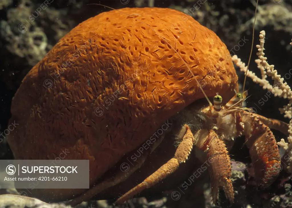 Hermit Crab Sponge