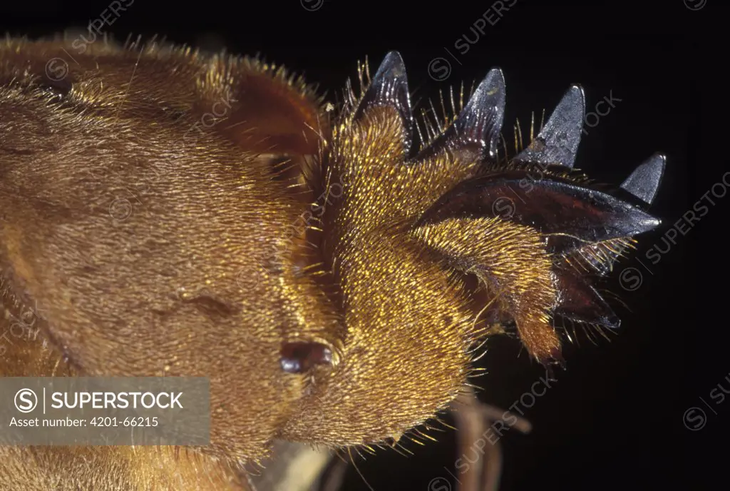 European Mole Cricket (Gryllotalpa gryllotalpa) foot, Spain