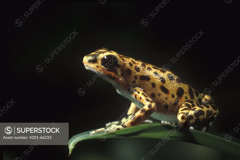 Strawberry Poison Dart Frog (Dendrobates pumilio) on leaf, Bastimentos Island, Panama