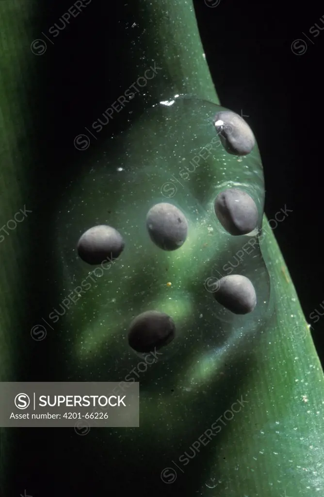 Strawberry Poison Dart Frog (Dendrobates pumilio) egg cluster deposited on a plant stem, Panama