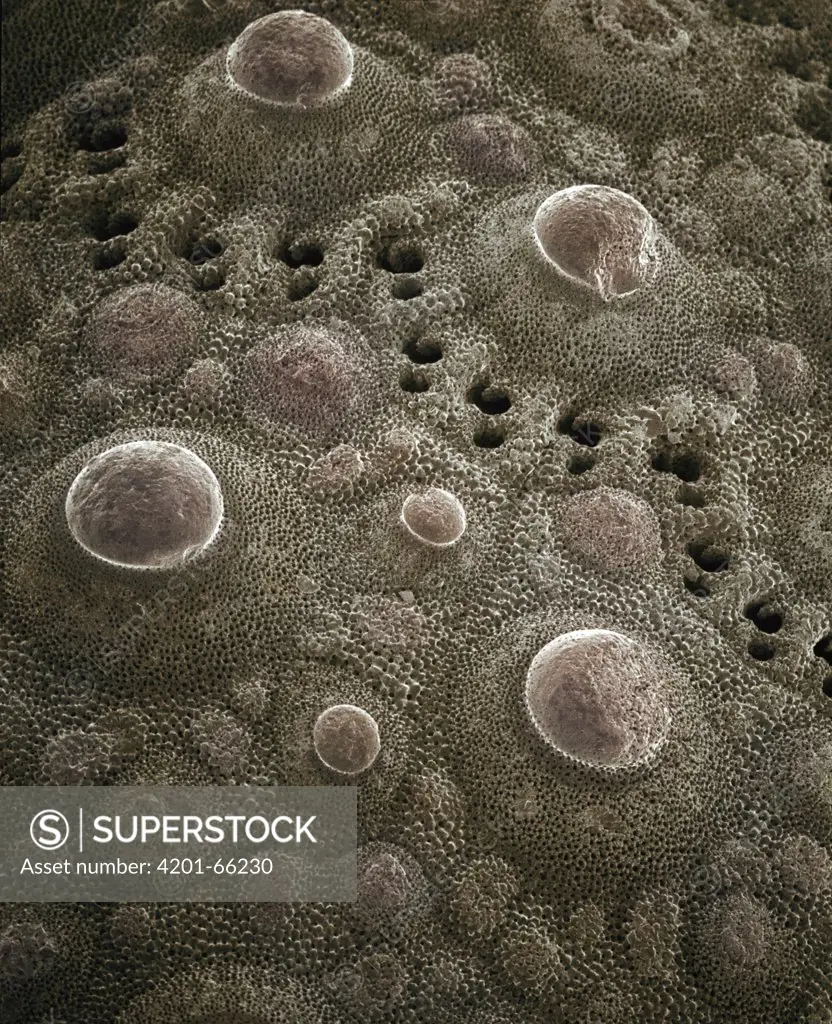 Common Sea Urchin (Paracentrotus lividus) SEM close-up of the exoskeleton at 42x magnification showing protuberances where spines were formerly attached and orifices where the animal's feet once extended