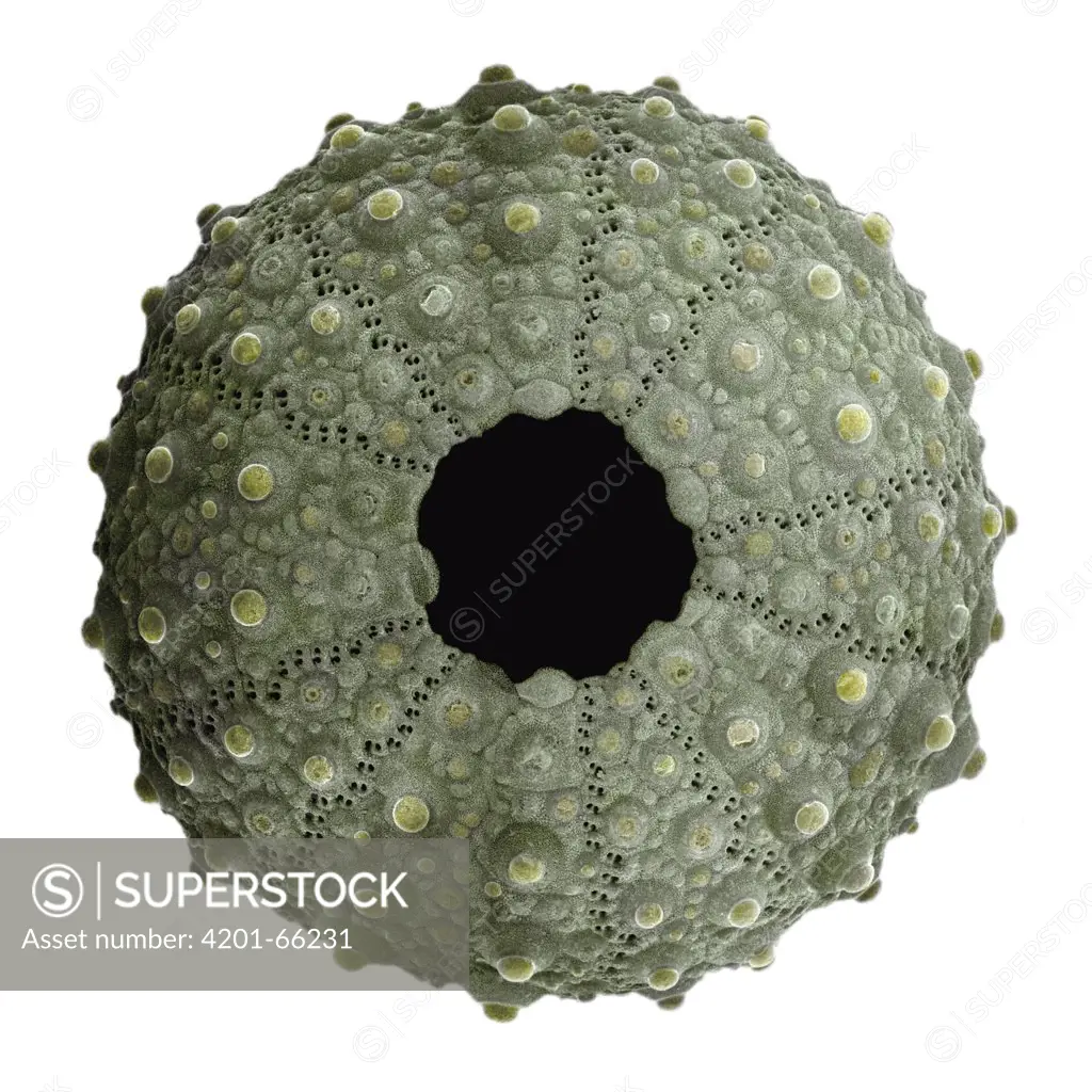 Common Sea Urchin (Paracentrotus lividus) SEM close-up view of the ventral surface of the shell