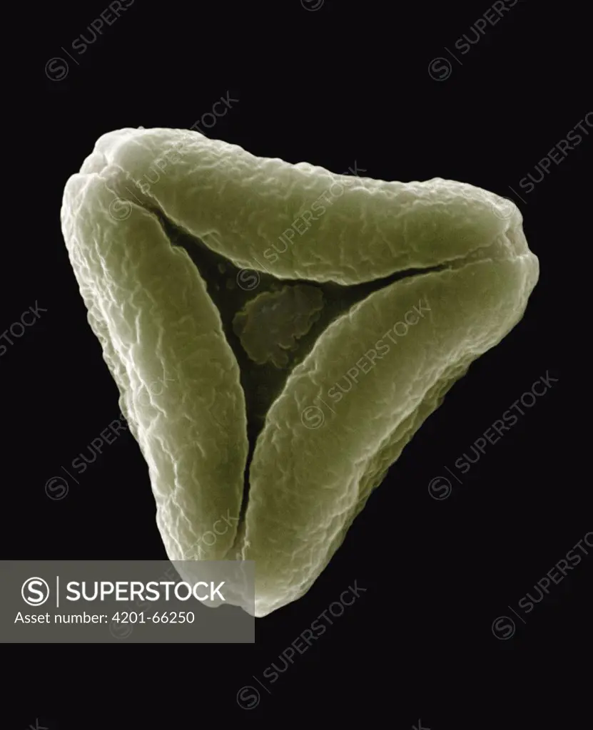 Bottlebrush (Callistemon sp) SEM close-up view of a grain of pollen at 2800x magnification