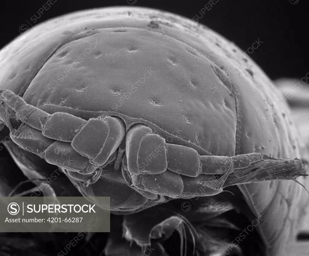 SEM close-up view of a Intertidal Crustacean at 70x magnification, an unidentified species, found on Kihim Beach, Mumbai, India