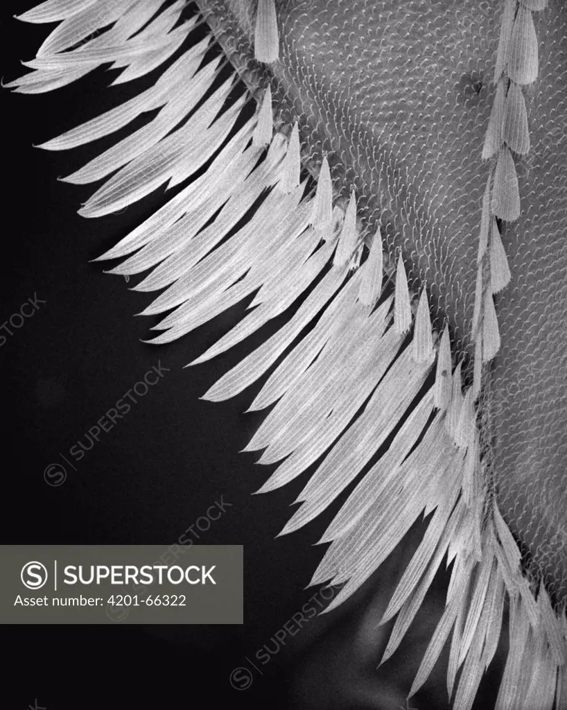 Asian Tiger Mosquito (Aedes albopictus), SEM view of a wing detail at 210 magnification