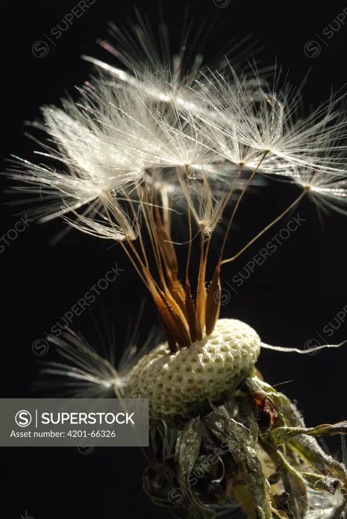 Dandelion (Taraxacum officinale) flower head with achenes