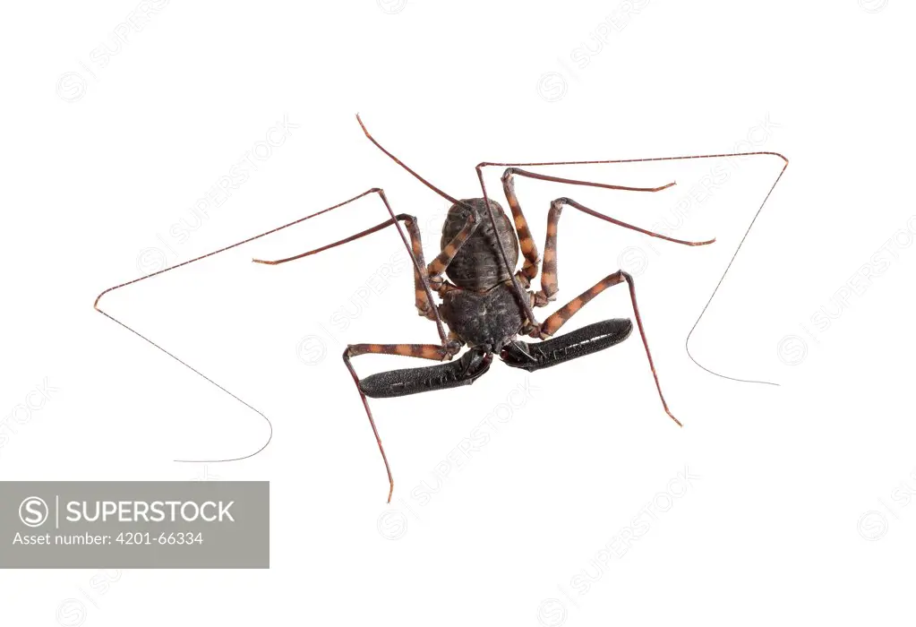 Tanzanian Giant Tailless Whipscorpion (Damon variegatus)