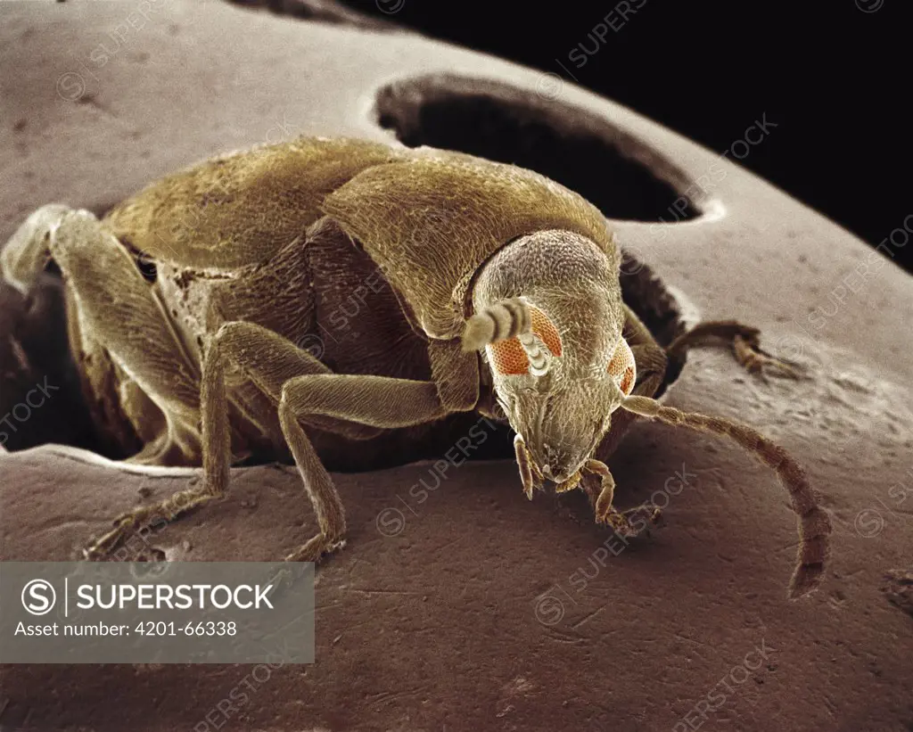 American Seed Beetle (Acanthoscelides obtectus) emerging from string bean it has partially eaten, SEM close-up view