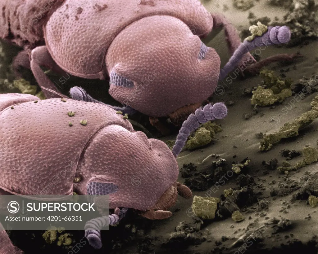 Confused Flour Beetle (Tribolium confusum) SEM close-up view of pair eating flour at 42x magnification