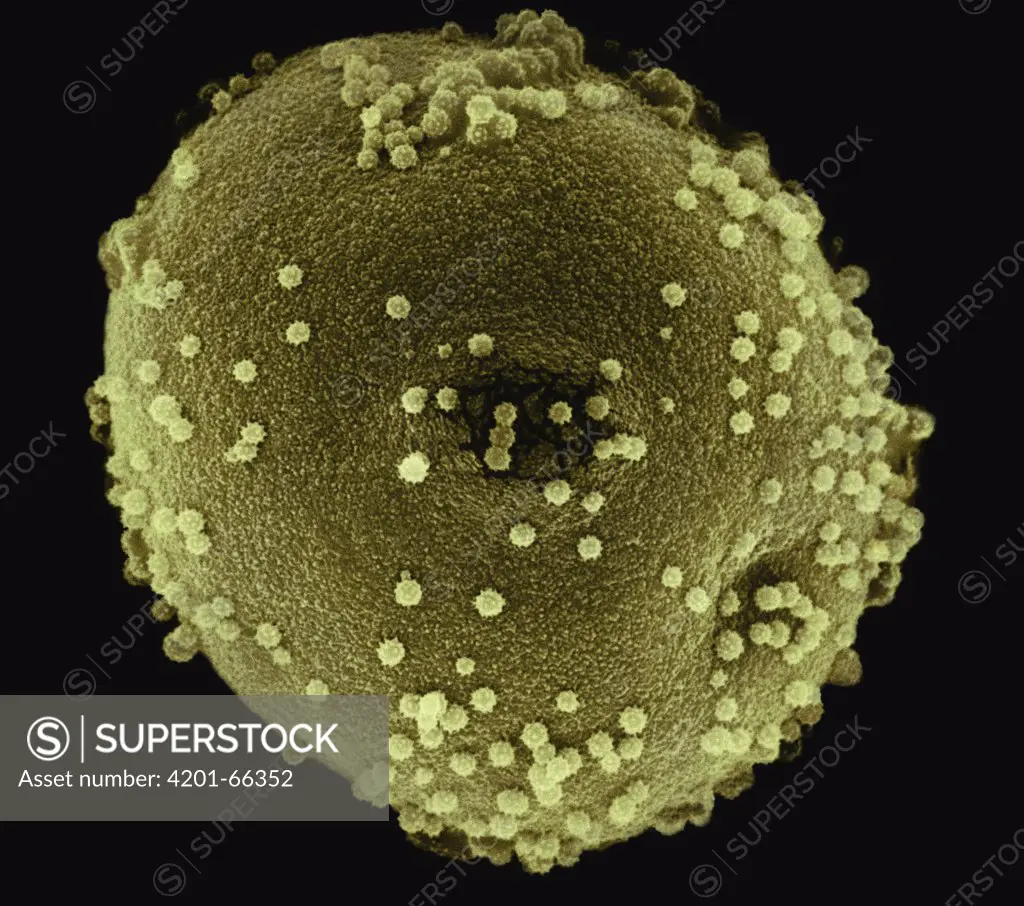 Italian Cypress (Cupressus sempervirens) SEM close-up view of pollen at 2800x magnification