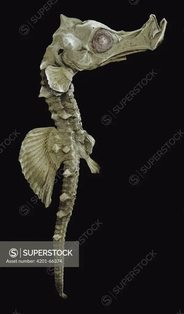Short-snouted Seahorse (Hippocampus hippocampus), juvenile