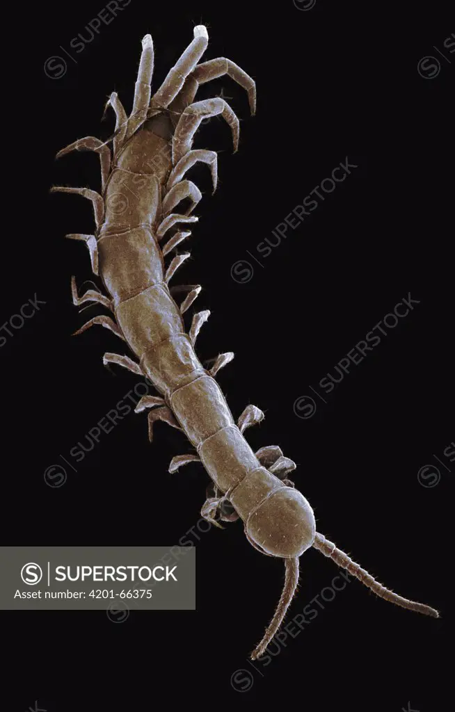 Stone Centipede (Lithobius sp) SEM close-up view at 11x magnification