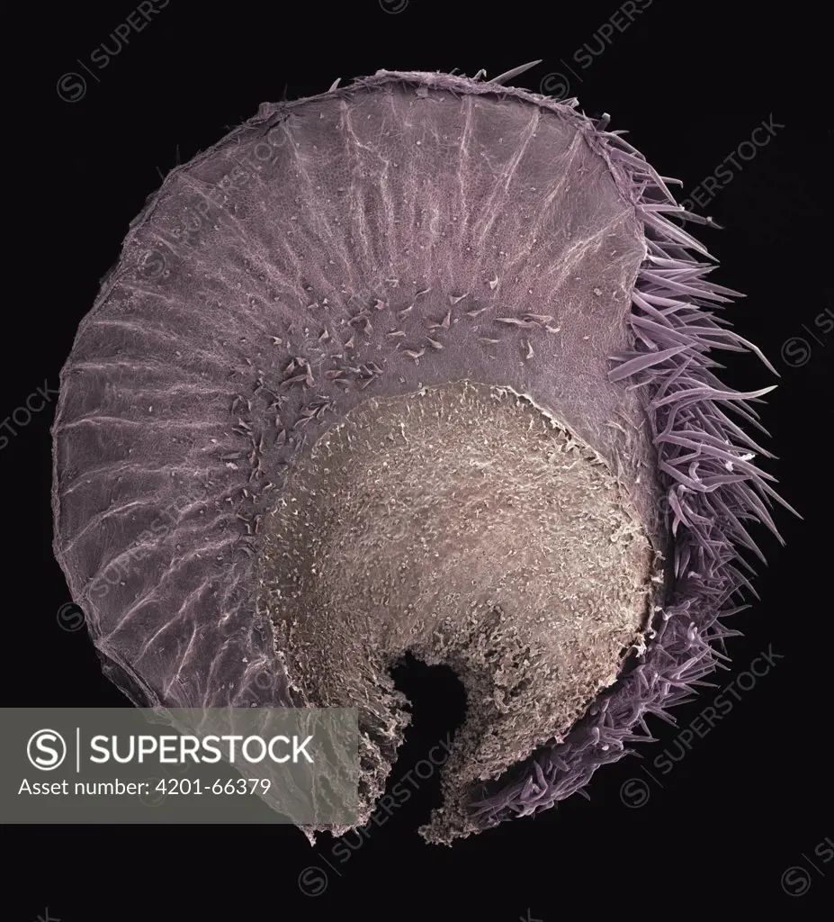 Holly Hock (Alcea rosea) SEM close-up view of seed at 14x magnification