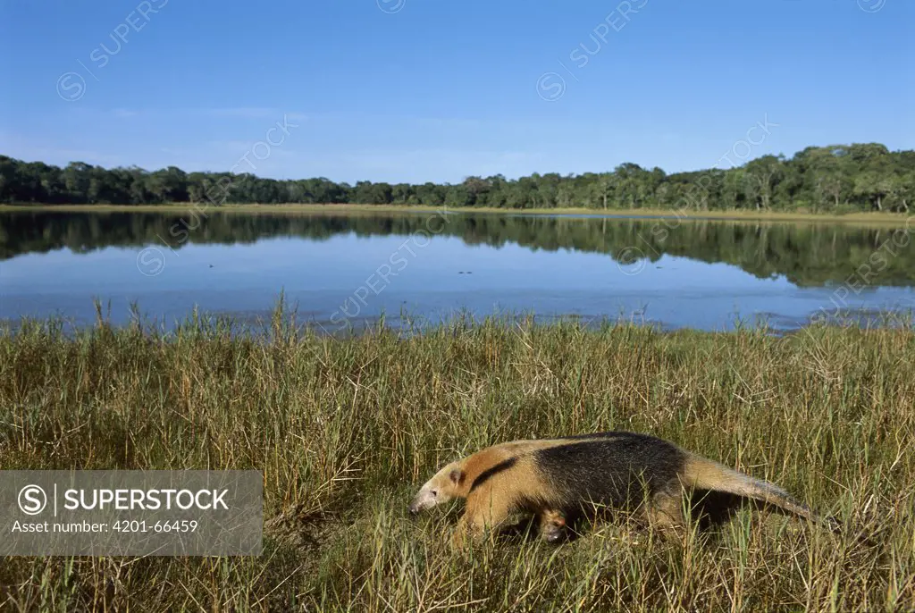 Southern Anteater (Tamandua tetradactyla) walking along shore of lake, Pantanal, Brazil