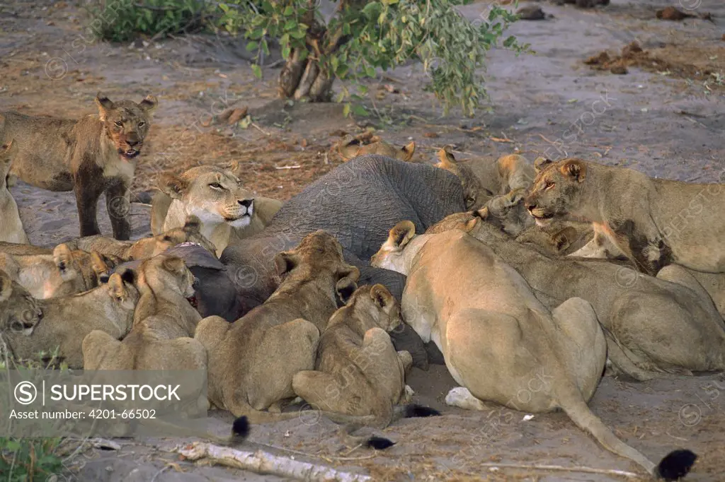 African Lion (Panthera leo) pride feeding on African Elephant (Loxodonta africana) young, Savute, Chobe National Park, Botswana