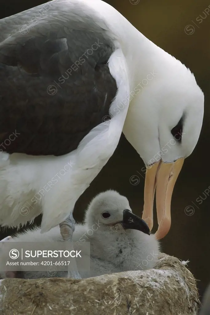 Black-browed Albatross (Thalassarche melanophris) parent preening chick, Falkland Islands