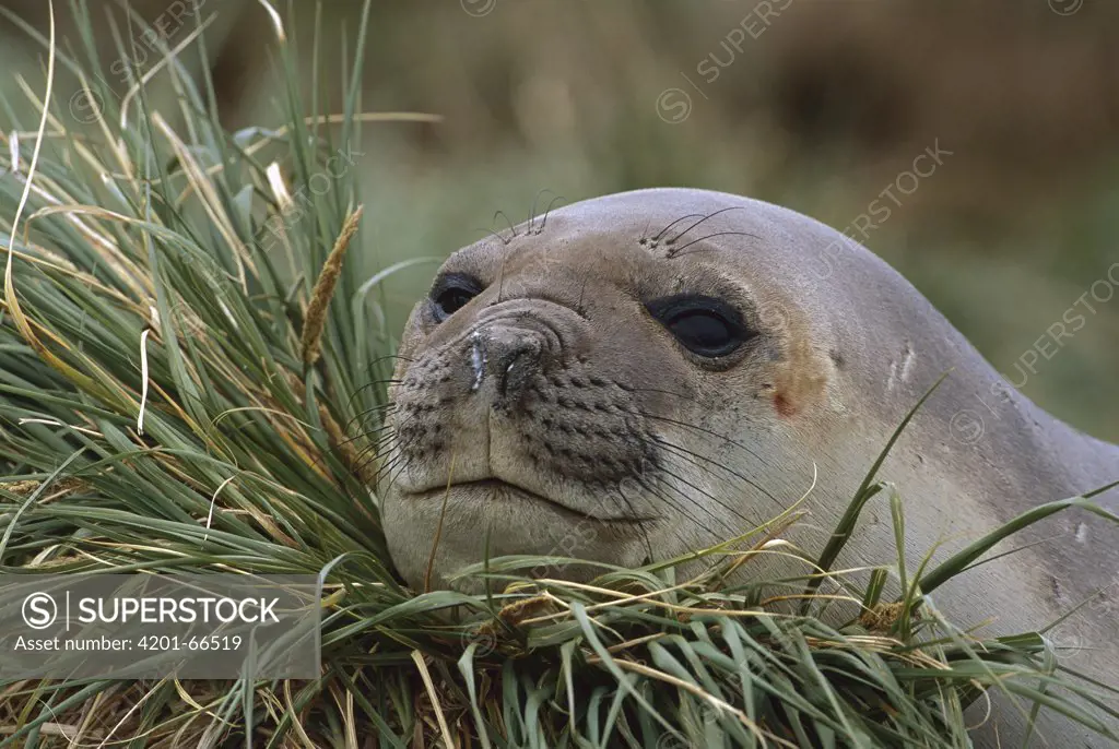 Southern Elephant Seal (Mirounga leonina) resting head on tussock grass, South Georgia Island