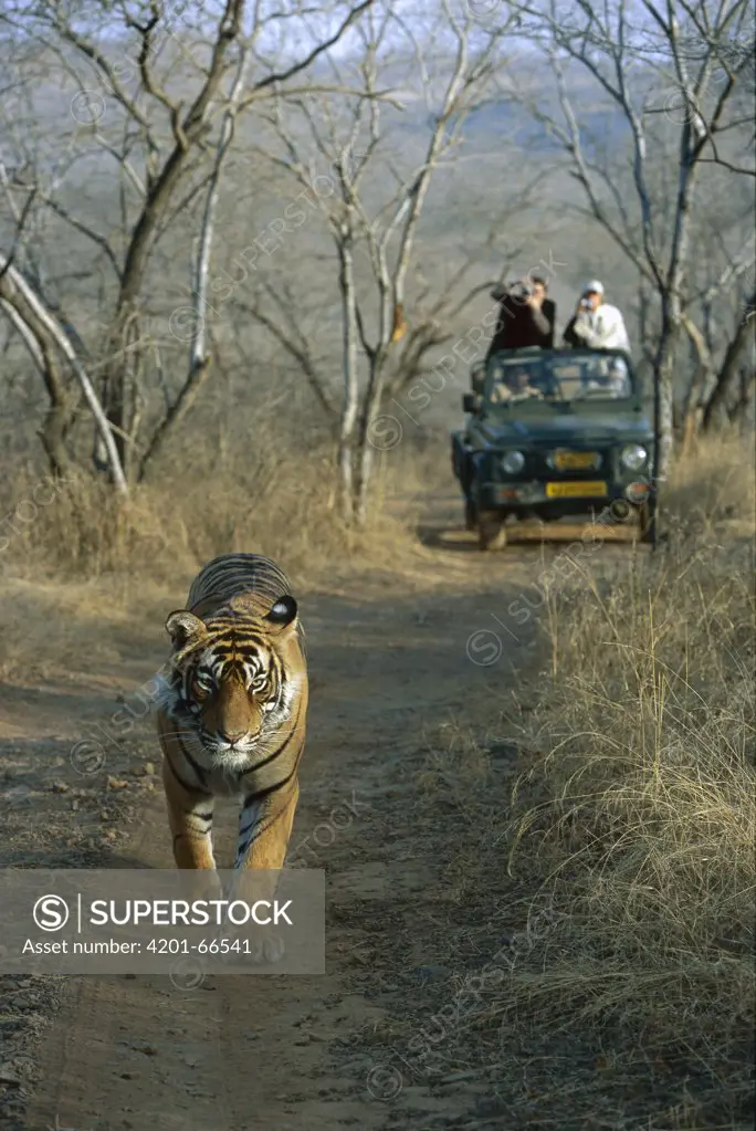 Bengal Tiger (Panthera tigris tigris) juvenile male, walking on road in front of tourist vehicle, Ranthambore National Park, India