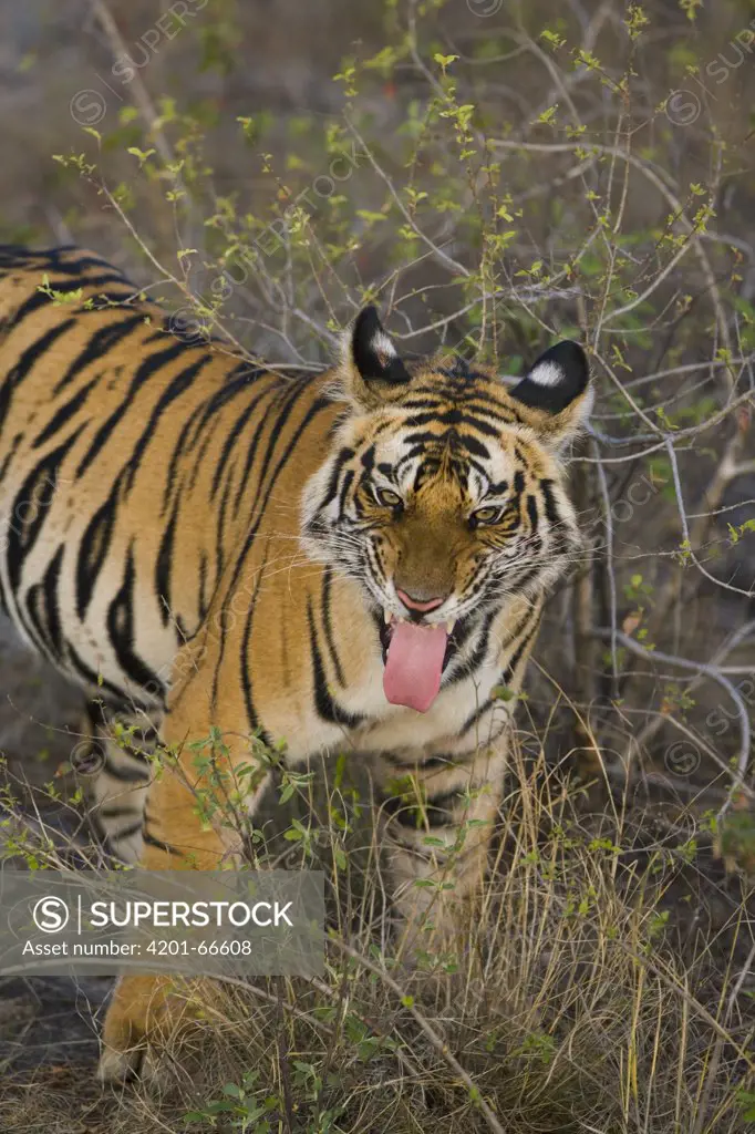 Bengal Tiger (Panthera tigris tigris) 17 month old juvenile showing flehmen behavior, early morning, dry season, Bandhavgarh National Park, India