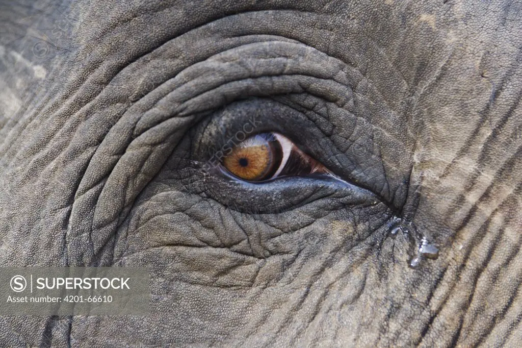 Asian Elephant (Elephas maximus) eye, Bandhavgarh National Park, India