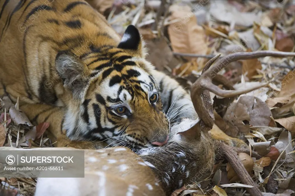 Bengal Tiger (Panthera tigris tigris) female killing a male Spotted Deer (Axis axis) in the early morning during dry season, Bandhavgarh National Park, India