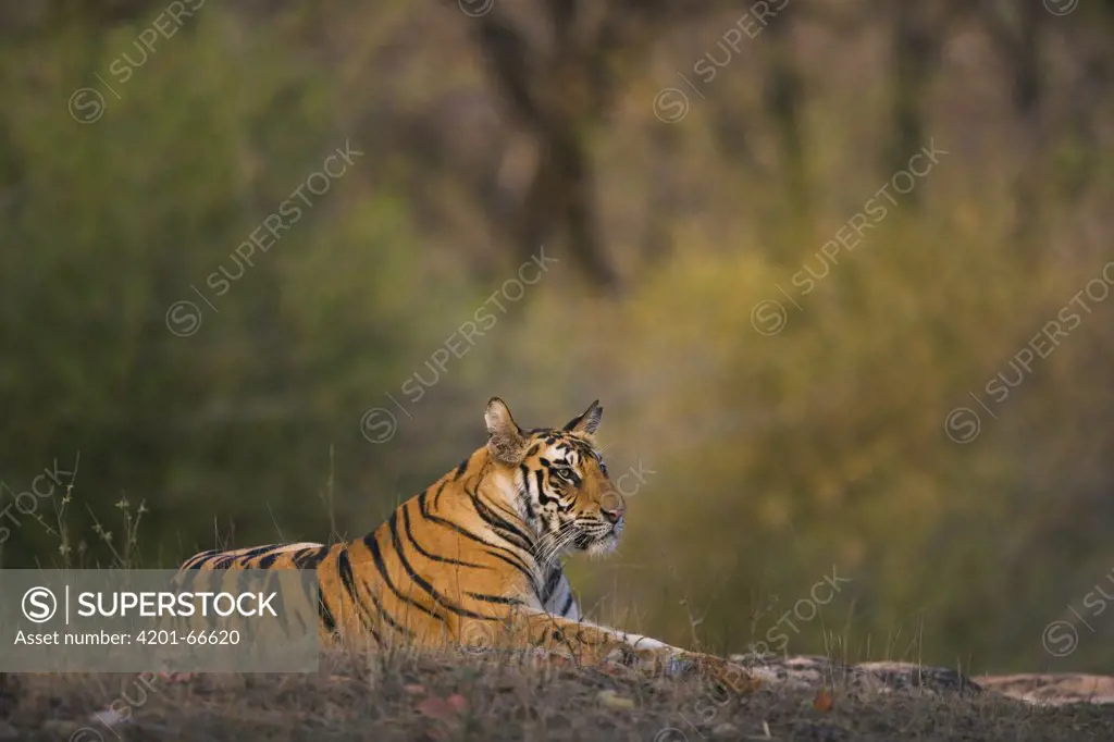 Bengal Tiger (Panthera tigris tigris) 17 month old juvenile male resting in open area early morning, dry season, Bandhavgarh National Park, India