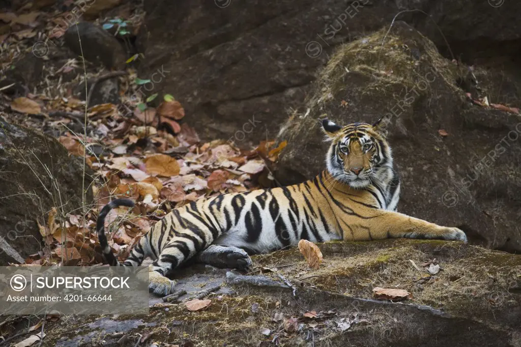 Bengal Tiger (Panthera tigris tigris) 16 month old juvenile resting on rock in shady forest, dry season in April, Bandhavgarh National Park, India