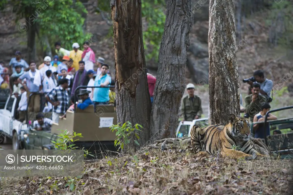 Bengal Tiger (Panthera tigris tigris) large group of tourists watching 16 month old juvenile, dry season, April, Bandhavgarh National Park, India