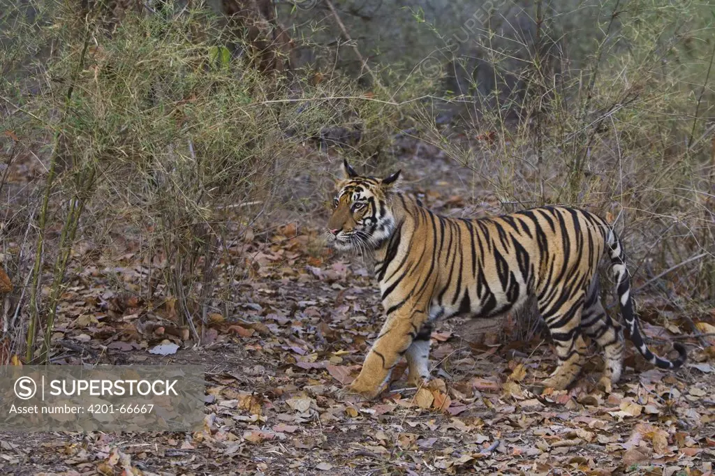 Bengal Tiger (Panthera tigris tigris) 16 month old juvenile in bamboo forest, dry season, April, Bandhavgarh National Park, India