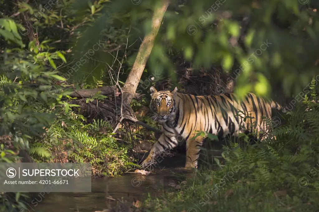 Bengal Tiger (Panthera tigris tigris) 16 month old juvenile crossing creek in forest, dry season, April, Bandhavgarh National Park, India