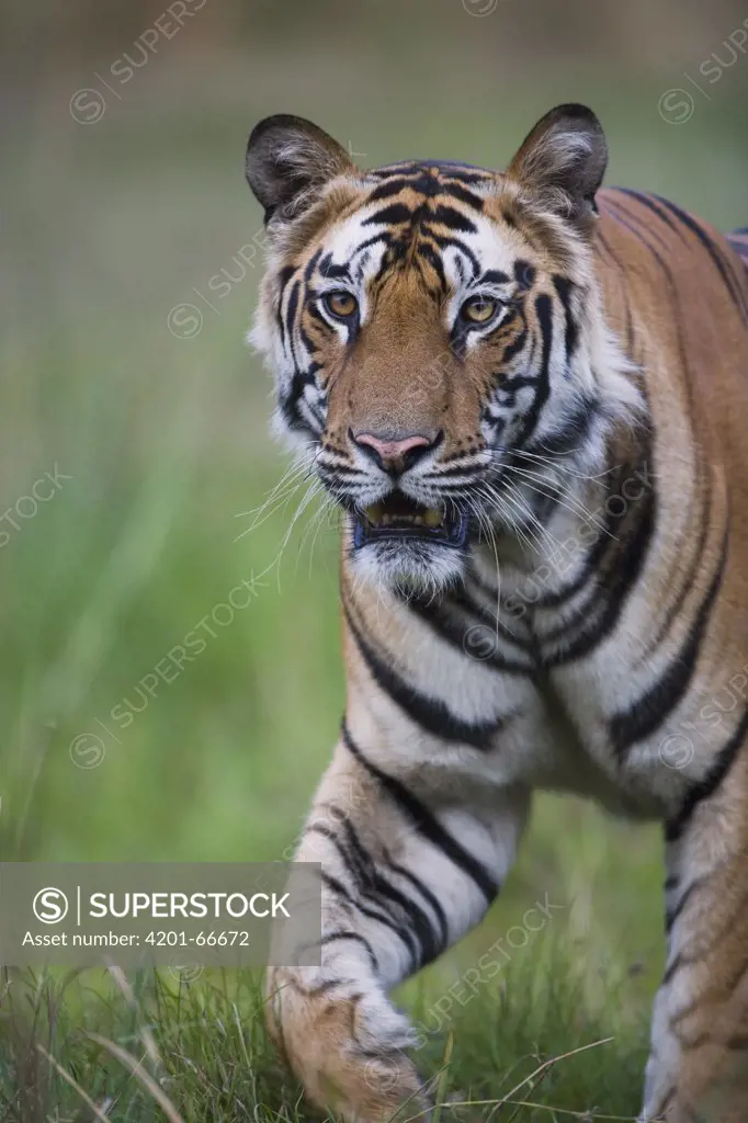 Bengal Tiger (Panthera tigris tigris) male walking in green meadow, close-up, dry season, April, Bandhavgarh National Park, India